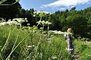 10 Prato con estese fioriture di ombrellifere...